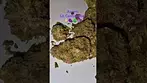 Aurora Pedanios (24/1%) - LA Confidential (UK Medical Cannabis Prescription)