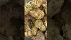 Greyscales Gelato Dream
