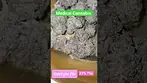 Georgia Pie By Craft Botanics  #cannabiscommunity #medicalcannabis #medicalweed #420 #weedchannel