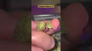 Lemon Cherry Z medical cannabis by Mamedica 26%thc First look out the pack, how does it look?