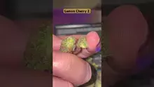 Medicated Barber Friend Video Thumbnail