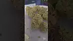 Dank Of England DOE Britz Review