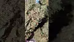 UPSTATE IMPERIAL MIMOSA (UK PRESCRIPTION MEDICATION)