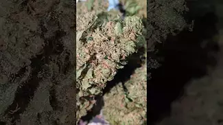 UPSTATE IMPERIAL MIMOSA (UK PRESCRIPTION MEDICATION)