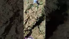 PrescribedBouquet Video Thumbnail