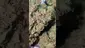 Video Thumbnail: PrescribedBouquet