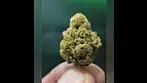 Apples & Bananas 27%THC... Medical Prescription cannabis.