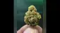 Video Thumbnail: THC Bunny