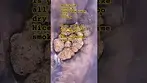 Medical uk cannabis vasco pave runtz #uk #medicalcannabis #420