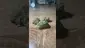 Video Thumbnail: Herb Gaming