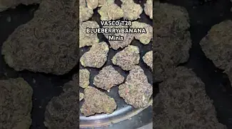 VASCO T28 BLUEBERRY BANANA Minis weight