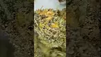 Packs Rs11 the flower medical cannabis