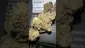 Video Thumbnail: GirlScoutCookieWeed420