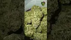 Sinceritas | M Runtz | UK Medical Flower | First Look