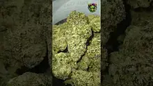VIP THC Video Thumbnail