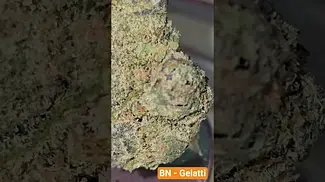 BN - Gelatti 21% - Sweet creamy dessert like - Very Clean -