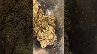 Green Karat PV T29 Pave S1 Medical Cannabis Flower