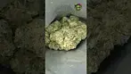 Plantation Ceres | Rainbow Pave | UK Medical Flower | First Look 