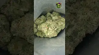 Plantation Ceres | Rainbow Pave | UK Medical Flower | First Look 
