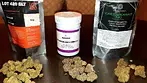 UK Medical Cannabis Review Gelato 33 Modified gas Chemango Kush