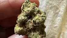 Medical Bud Reviews Video Thumbnail