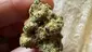 Video Thumbnail: Medical Bud Reviews