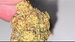 UK Medical Flower - East Cann Craft LP MAC1 24%