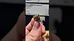 Medicus FC Smalls T24 Fire Cookies Medical Cannabis Flower