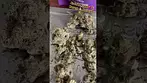 4c Labs Apples  & Bananas  Jealousy T30  #medicalcannabis #painrelief #ukmedicalcannabis