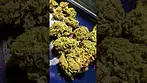 CURALEAF CANNATONIC (UK PRESCRIPTION MEDICATION)
