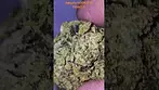 UK MEDICAL CANNABIS - DALGETY HSOR (Oracle) T25 - BISCOTTI X JET FUEL GELATO - FIRST LOOK  #GELATO