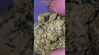 UK MEDICAL CANNABIS - DALGETY HSOR (Oracle) T25 - BISCOTTI X JET FUEL GELATO - FIRST LOOK  #GELATO