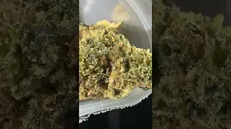 Green Karat |Lemon skunk | UK Medical Flower #medicalcannabis #ukmedicalcannabis