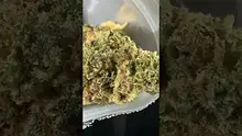 Vybzz 420 Video Thumbnail