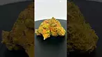 Black cherry punch Grow by safricanna #ukmedicalcannabis #420 #cannabiseducation #herbalmedicine