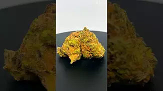 Black cherry punch Grow by safricanna #ukmedicalcannabis #420 #cannabiseducation #herbalmedicine