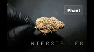 Intersteller | Phant | UK Medical Cannabis Review