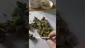 Video Thumbnail: ScottiDunCanna