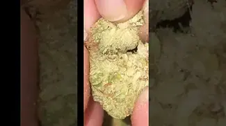 Strawberry Guava minis first look 22% Thc by Phant,, medical cannabis #medicalcannabis #mamedica