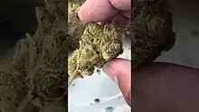 Medical Bud Reviews Video Thumbnail
