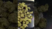 PrescribedBouquet Video Thumbnail