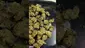 Video Thumbnail: PrescribedBouquet