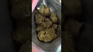 Pave Runtz T28 NUGS 1 | UK Medical Cannabis #ukmedicalcannabis #cannabiseducation