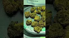 THC Bunny Video Thumbnail