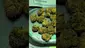 Video Thumbnail: THC Bunny
