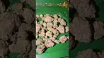 Big Narstie medical hash burger  #uk #medical #patient #flowers #youtubeshorts