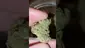 Video Thumbnail: WestPacks420