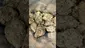 Video Thumbnail: PrescribedBouquet