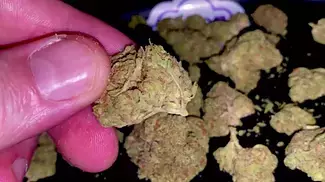 UK MEDICAL | CANOPY MEDICAL KUSH MINTS T28 - 2nd Batch