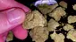 Video Thumbnail: Cannabis Culture 